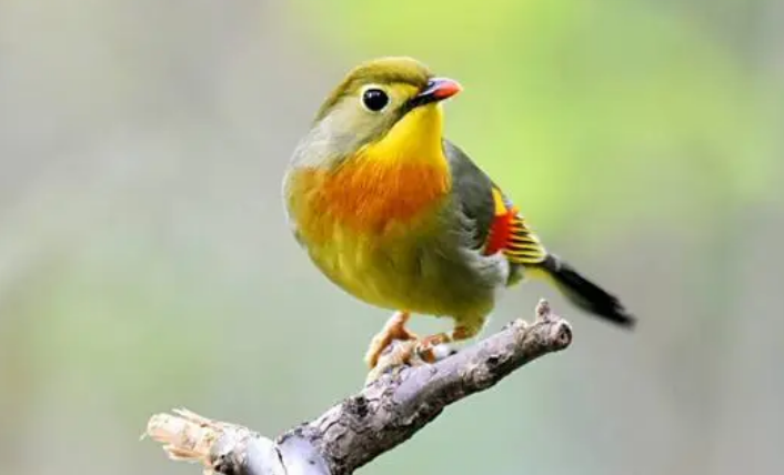 相思鸟怎么喂养?看这里! 相思鸟怎么喂养?看这里!