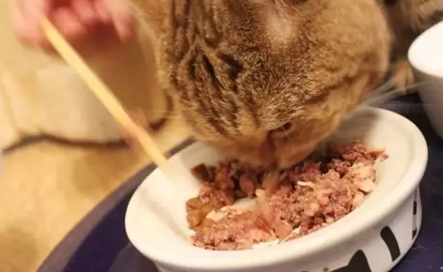 猫喜欢吃猫罐头吗 猫喜欢吃猫罐头吗