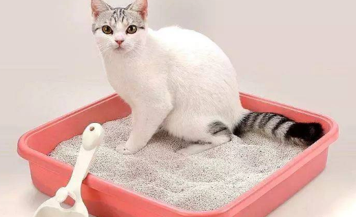猫砂有哪些种类