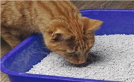 猫吃猫砂能拉出来吗？不知道的来这来看看
