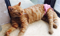 猫会来姨妈吗