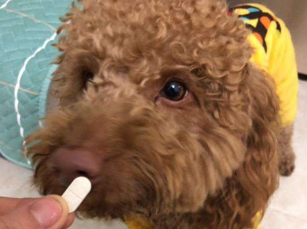 狗狗多大吃钙片