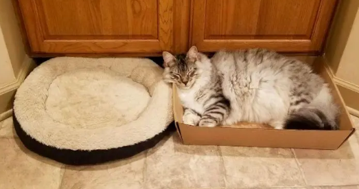 怎么让猫咪知道自己的窝 怎么让猫咪知道自己的窝