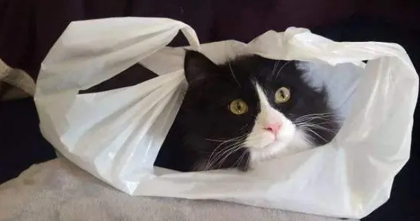 猫叫声吸引猫