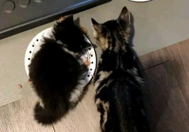 小猫因“干饭”走红,其他小猫成陪衬:你上辈子怕是没吃饱过! 小猫因“干饭”走红,其他小猫成陪衬:你上辈子怕是没吃饱过!