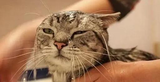 猫咪为啥抗拒洗澡?不是因为讨厌水 猫咪为啥抗拒洗澡?不是因为讨厌水