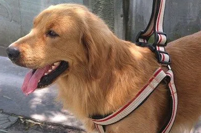 狗狗牵引绳怎么套视频