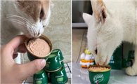 猫罐头哪个牌子质量好性价比高