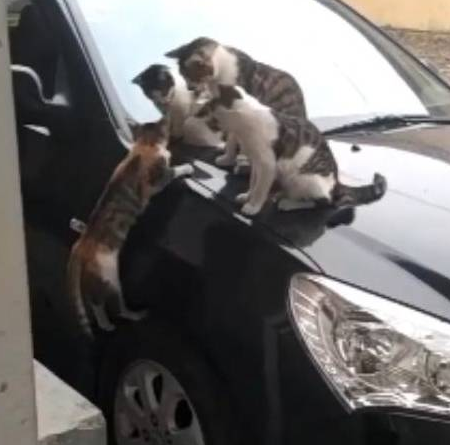 出门看到四只猫在车上，其中一只三色猫挂在半路：能不能拉我一把