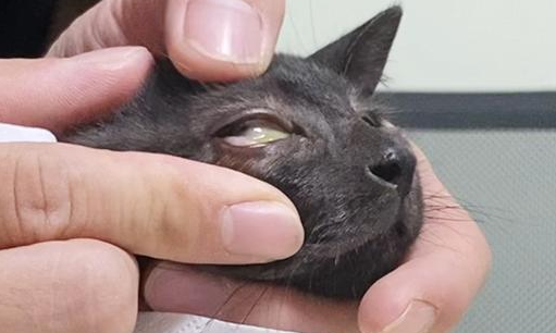 猫眼角发炎红肿怎么办?铲屎官一定要get! 猫眼角发炎红肿怎么办?铲屎官一定要get!