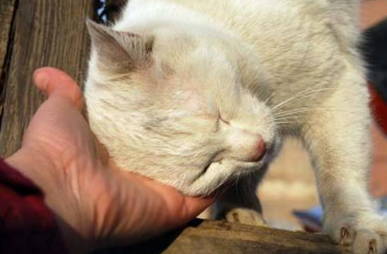 猫没有跳蚤但总挠脖子是怎么了?来找找原因 猫没有跳蚤但总挠脖子是怎么了?来找找原因