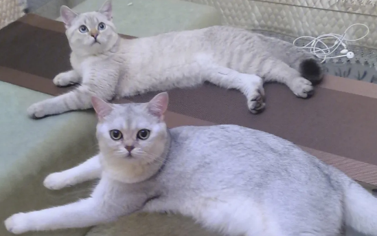 为什么不能养双猫二狗？主要原因在这里