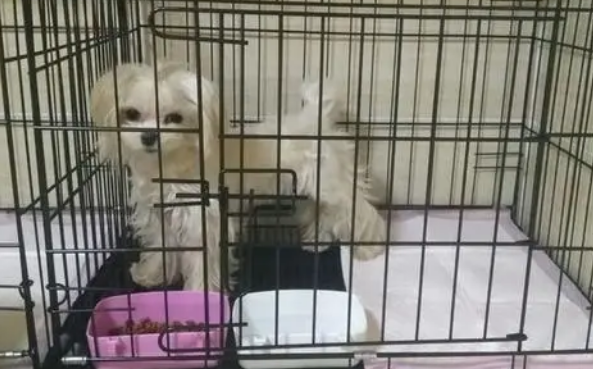 宠物托运平台托运方式有哪些 宠物托运平台托运方式有哪些