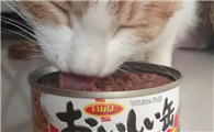 猫罐头的营养价值