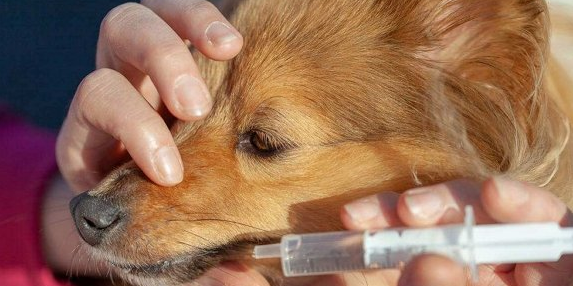 狗狗体内驱虫用什么药好