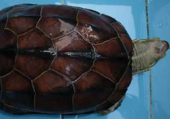 腊戍拟水龟是保护动物吗?来看看吧 腊戍拟水龟是保护动物吗?来看看吧