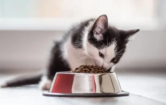 国内比较好的猫粮牌子