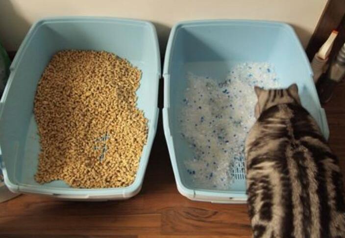 猫砂分为几种 猫砂分为几种