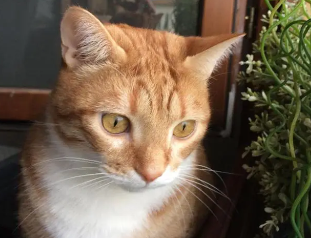 猫咪呕吐、便秘，不舒服？体内太多寄生虫怎么驱除呢？