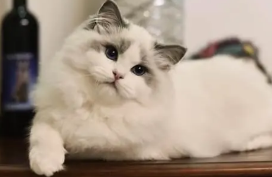 猫咪营养膏有什么作用,资深铲屎官来告诉你 猫咪营养膏有什么作用,资深铲屎官来告诉你
