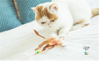 猫最喜欢的玩具是什么