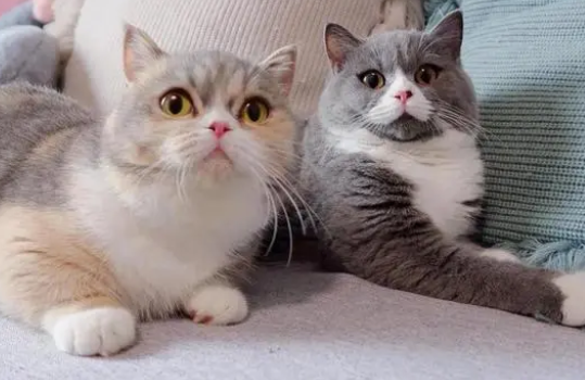 猫咪喜欢吃的猫条,到底是有害还是有利? 猫咪喜欢吃的猫条,到底是有害还是有利?
