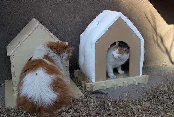 如何给流浪猫搭窝
