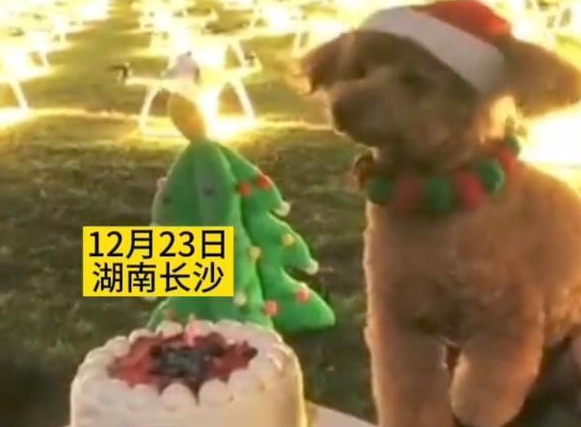 女子花10万租无人机为宠物狗庆生,网友:狗生赢家 女子花10万租无人机为宠物狗庆生,网友:狗生赢家