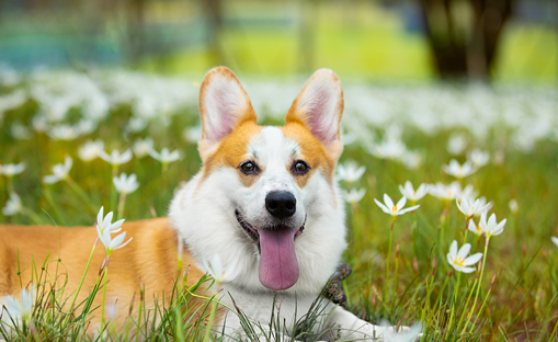 柯基犬怎么养好?答案在这里 柯基犬怎么养好?答案在这里