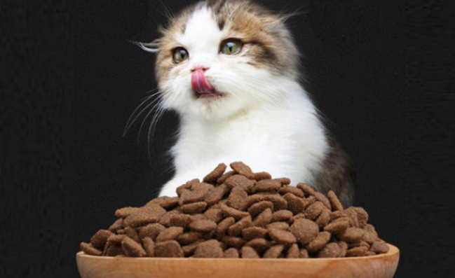 便宜猫粮价格 便宜猫粮价格