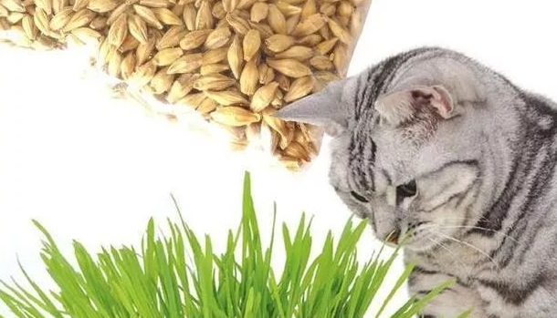 猫草怎么种植? 猫草怎么种植?