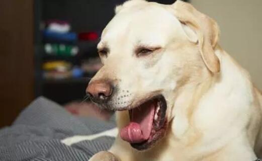 狗狗可以吃人的咳嗽药吗