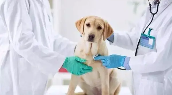 狗狗如何避免得脑炎？主要一定要了解