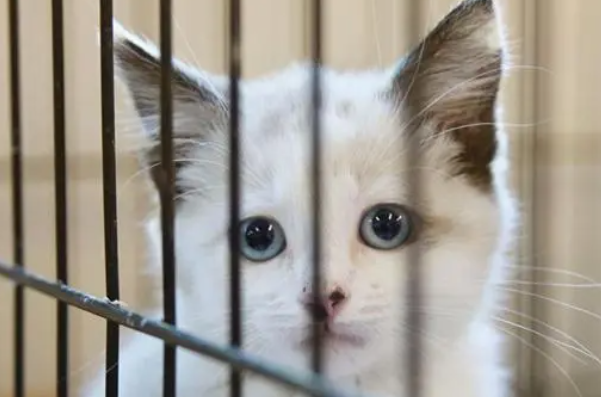 铲屎官要外出，该不该将猫咪寄养在宠物店？