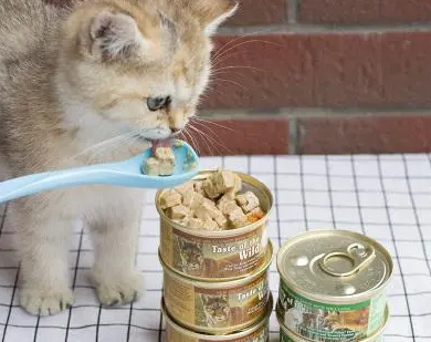 猫咪软便可以吃罐头吗