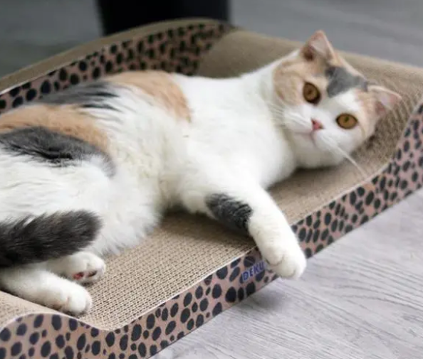 猫咪保证爪子锋利无比，需要时时磨爪，猫抓板有什么用