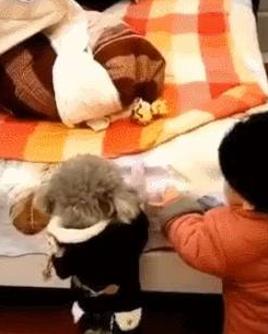 泰迪够不着玩具,撒娇让小主人帮忙,一人一狗交流毫无障碍 泰迪够不着玩具,撒娇让小主人帮忙,一人一狗交流毫无障碍