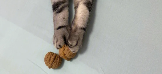 猫咪能吃核桃吗？饲养者需知！