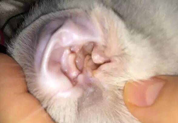 猫咪耳螨正常吗 猫咪耳螨正常吗