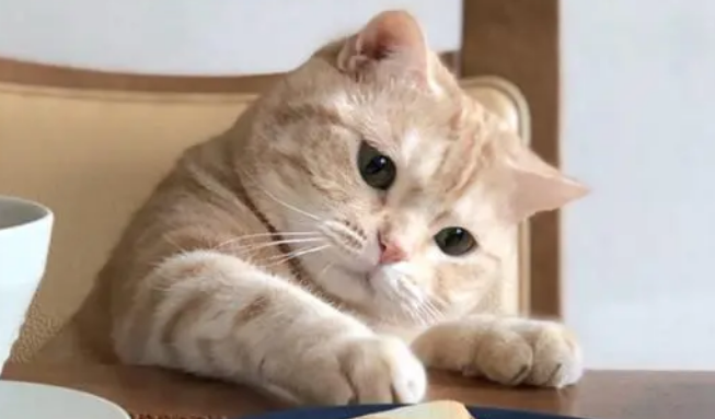 猫咪体外驱虫常见问题解析，铲屎官手册：驱虫篇