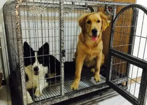 狗狗关进笼子会叫怎么办