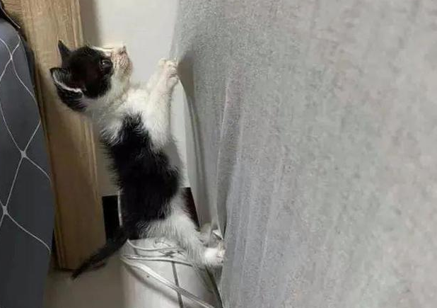 妹纸捡猫后中奖不停,奖金竟全花在这? 妹纸捡猫后中奖不停,奖金竟全花在这?