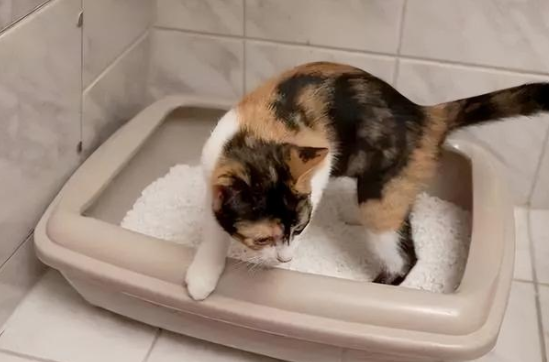 饲主教你：猫咪不会埋屎怎么办？