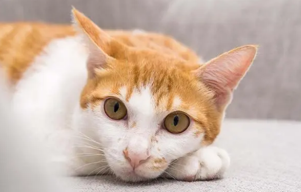 纠结该不该给猫用益生菌吗？益生菌有什么好处呢？应该怎么用
