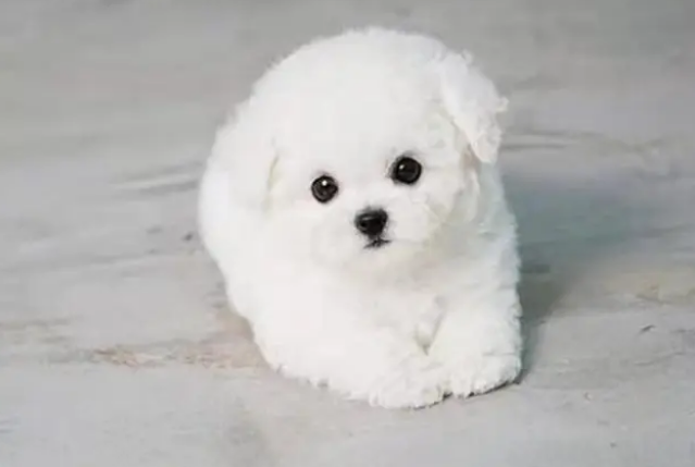 比熊犬狗粮哪个牌子好