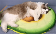 怎么让猫咪在窝里睡觉