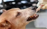 给你讲，狗被骨头扎到胃的表现有哪些？