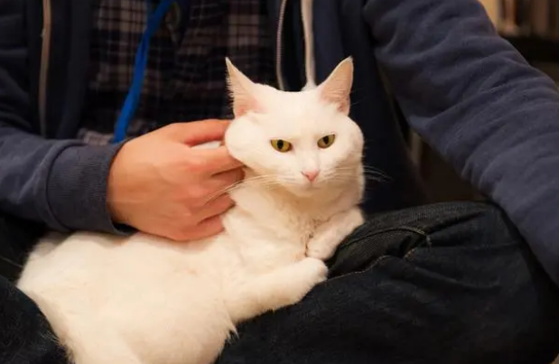 猫耳螨用驱虫药可以吗 猫耳螨用驱虫药可以吗