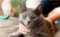 怎么测试猫对你的信任，试试这几个办法