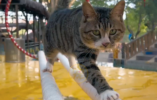 流浪猫被收养后,靠表演节目赚猫粮 流浪猫被收养后,靠表演节目赚猫粮